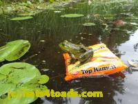 /home//u458753944/public_html/sourcegallery////////////Frogs/Bullfrogs 2016-08 Ontario/P8140120.JPG